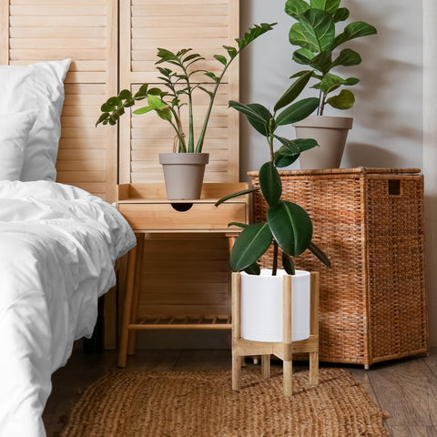 D'vine Dev maceta con planta en salón realzando decoración y armonía visual
