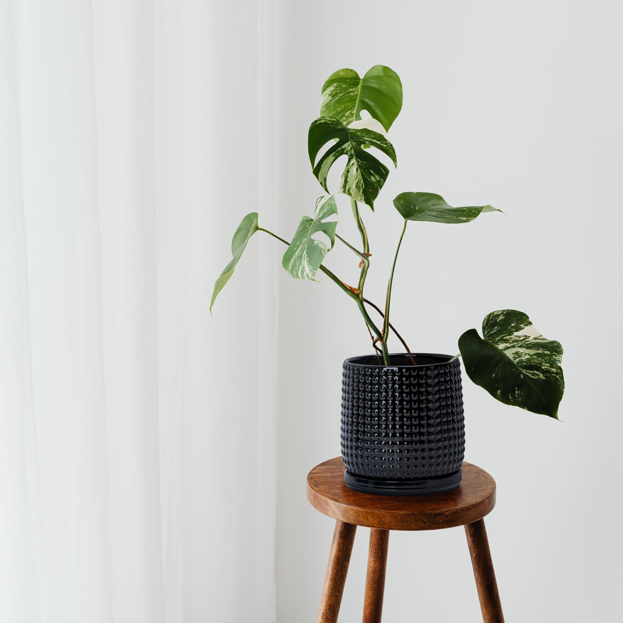D'vine Dev maceta con planta para comparar tamaño y uso en interiores pequeños