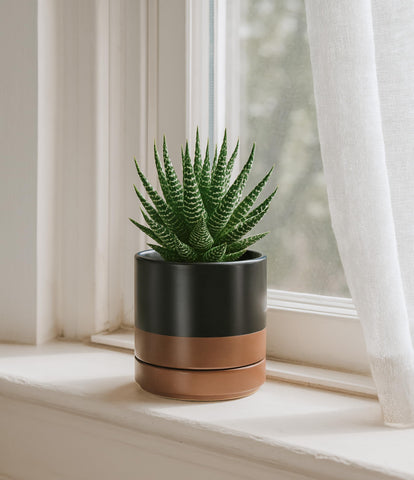 D'vine Dev maceta con planta en interior, mejora la decoración y salud del ambiente