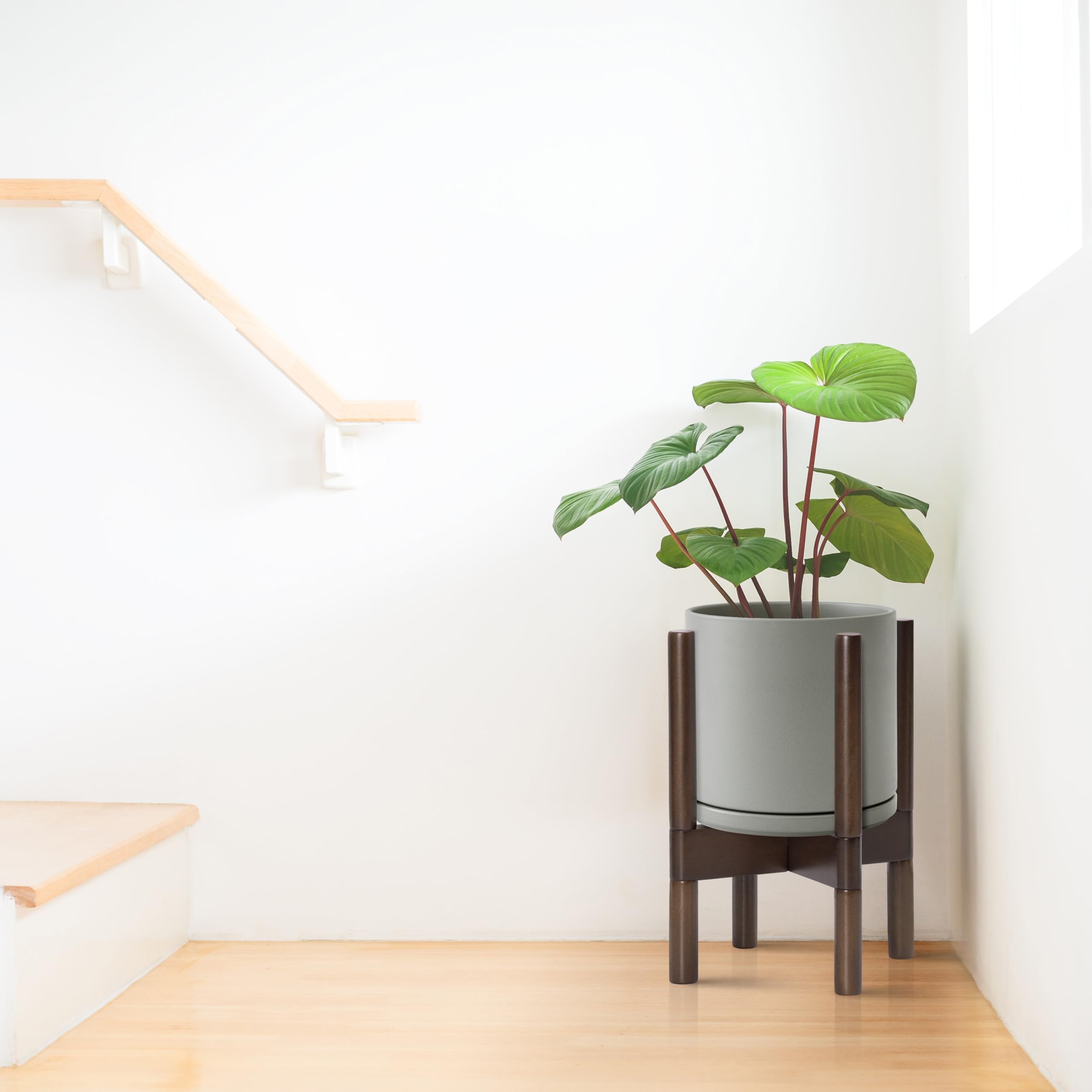 D'vine Dev conjunto en uso con planta real, realza cualquier sala