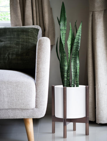 D'vine Dev maceta en uso en salón aporta altura y elegancia decorativa