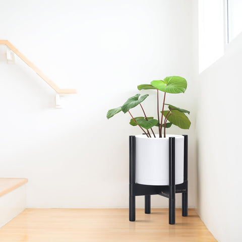 D'vine Dev maceta en uso en salón realzando planta y decoración