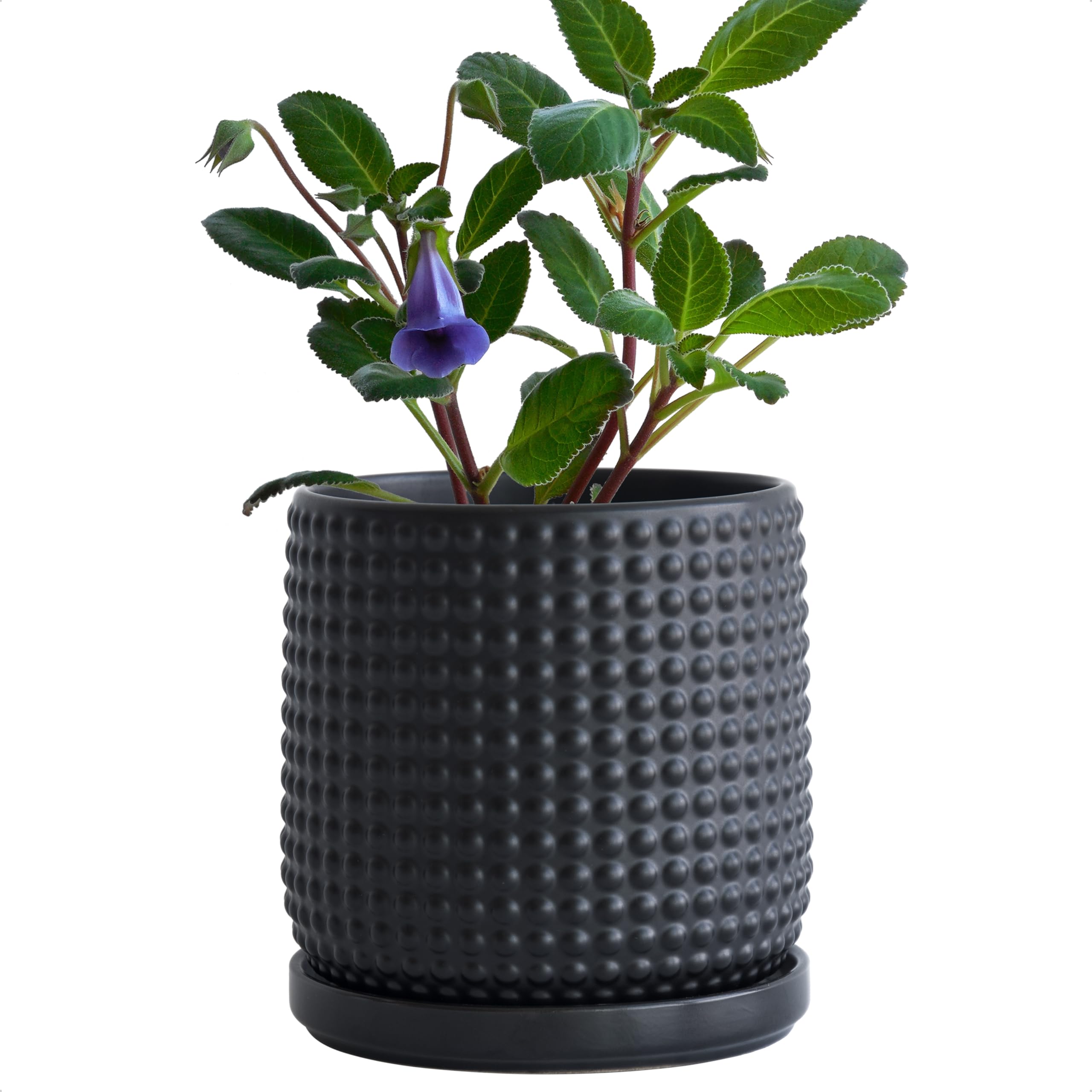 D'vine Dev maceta frontal ebony matte muestra estilo minimalista