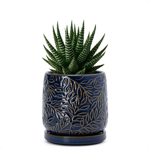 D'vine Dev maceta frontal azul midnight con relieve, elegante y compacta