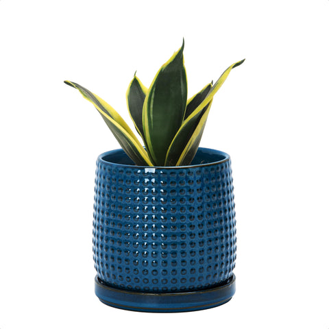 D'vine Dev maceta frontal midnight blue mostrando estilo y acabado