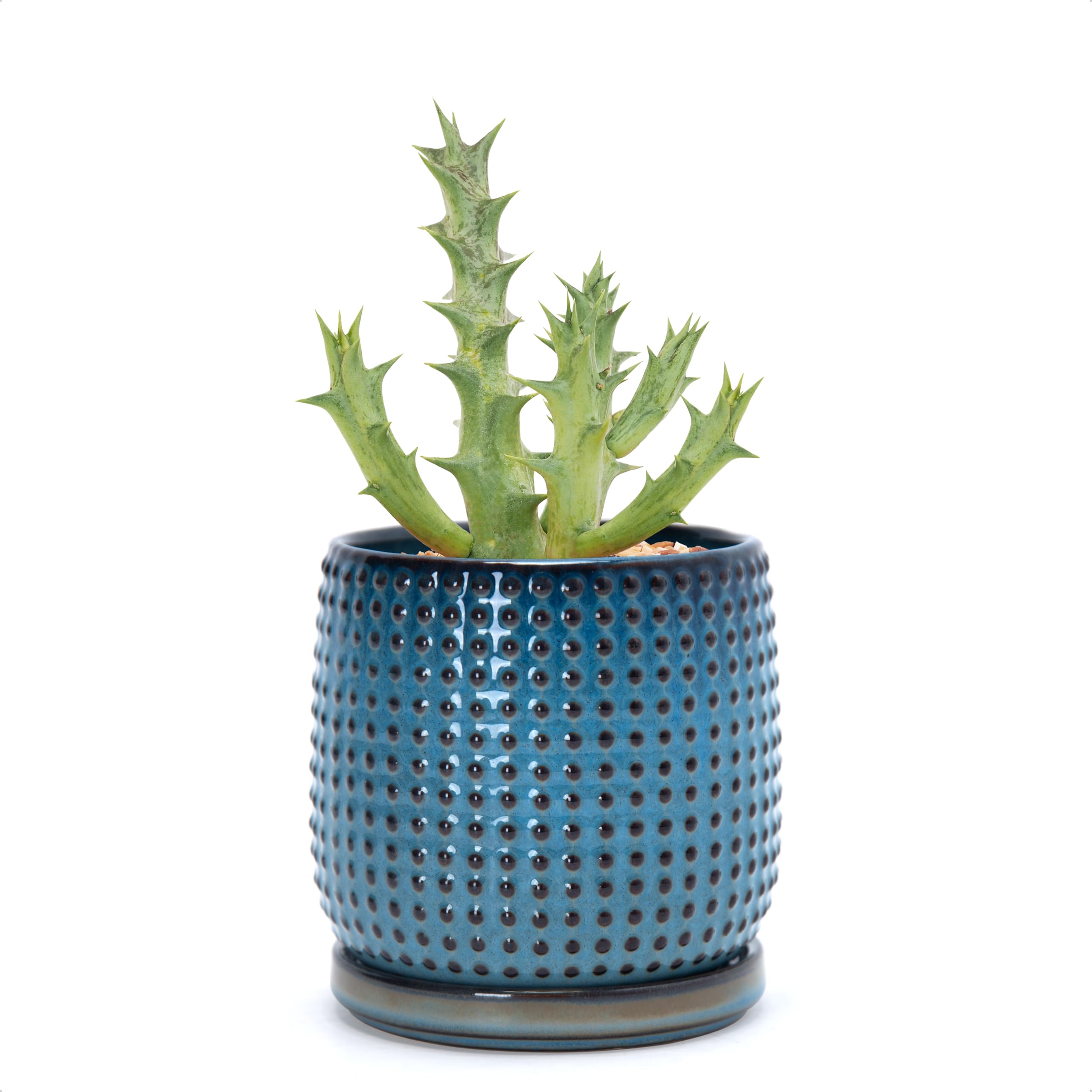 D'vine Dev maceta frontal Ocean Teal mostrando forma y color, aporta estilo