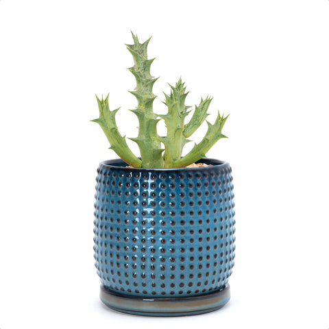 D'vine Dev maceta frontal Ocean Teal mostrando forma y color, aporta estilo