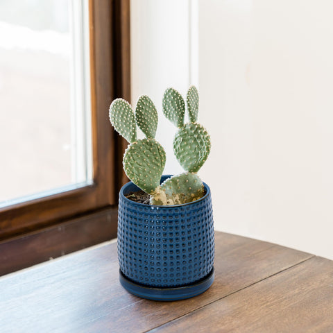 D'vine Dev maceta en interior con planta pequeña aportando elegancia