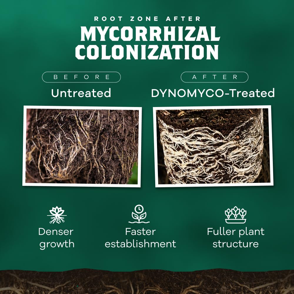 DYNOMYCO aplicación granular en raíces para recuperación tras transplante