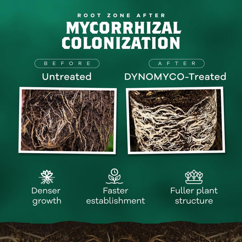 DYNOMYCO aplicación granular en raíces para recuperación tras transplante