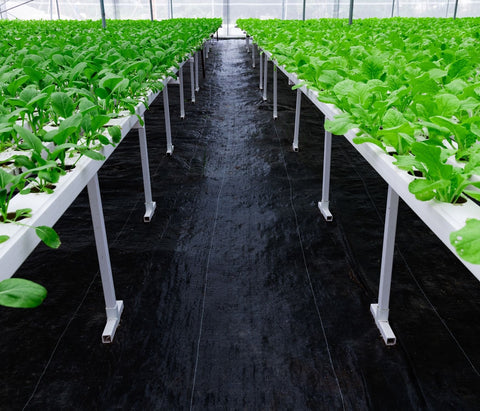 ECOgardener comparación de escala con persona para tamaño real