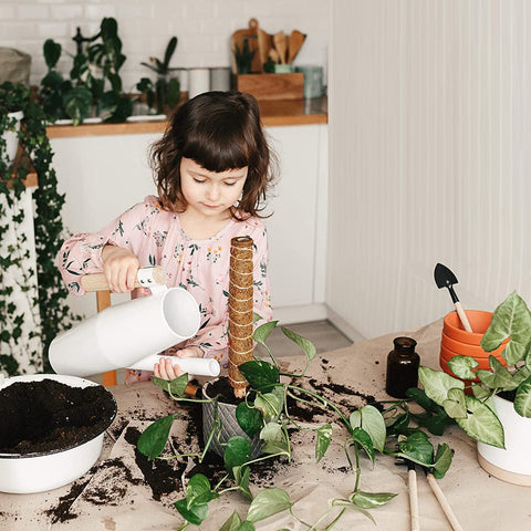 Eibikdi ambiente interior con planta trepadora y soporte estético