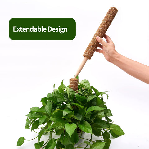 Eibikdi poste insertado en maceta sosteniendo Monstera para crecimiento vertical
