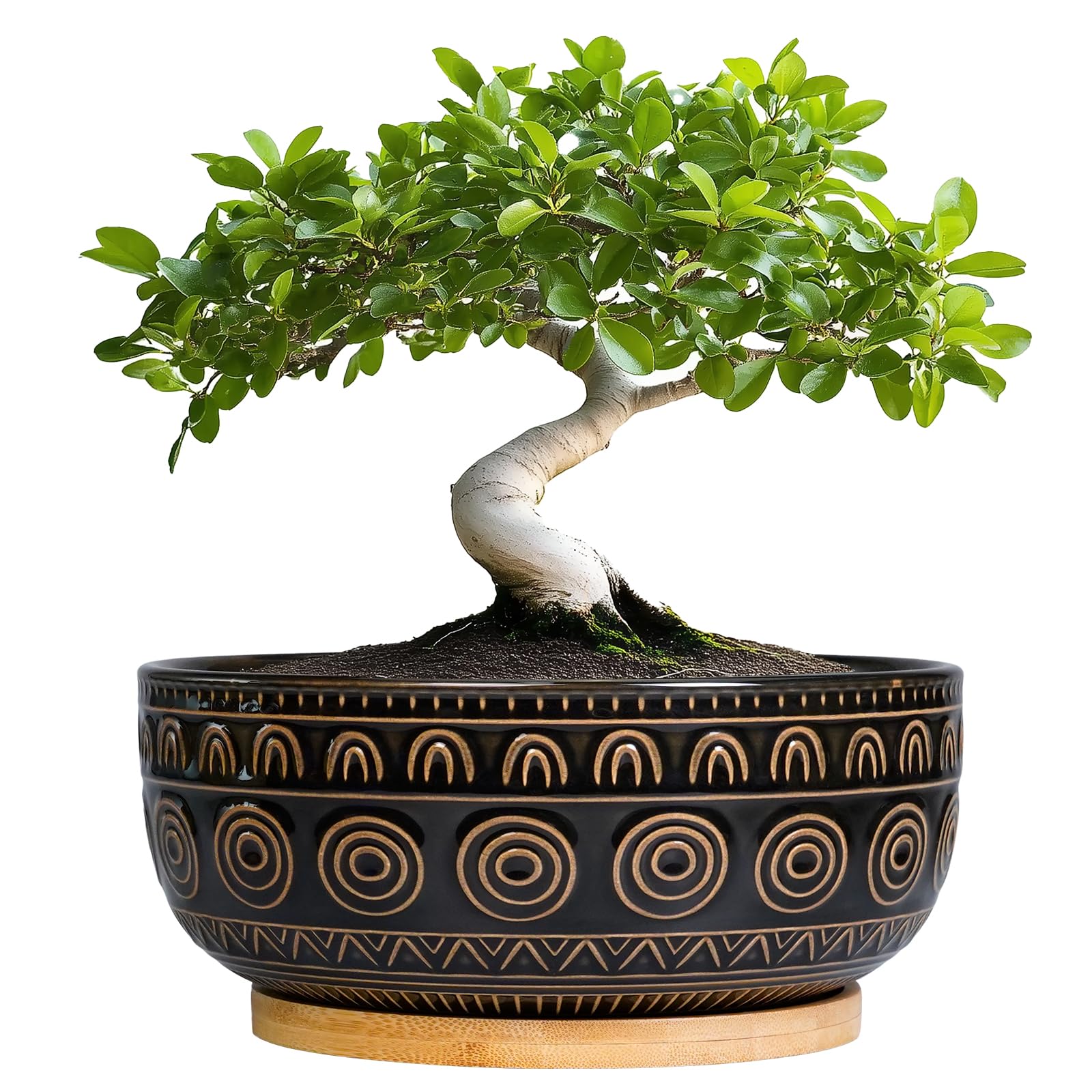 Eightpot vista frontal del macetero negro, elegante para interiores