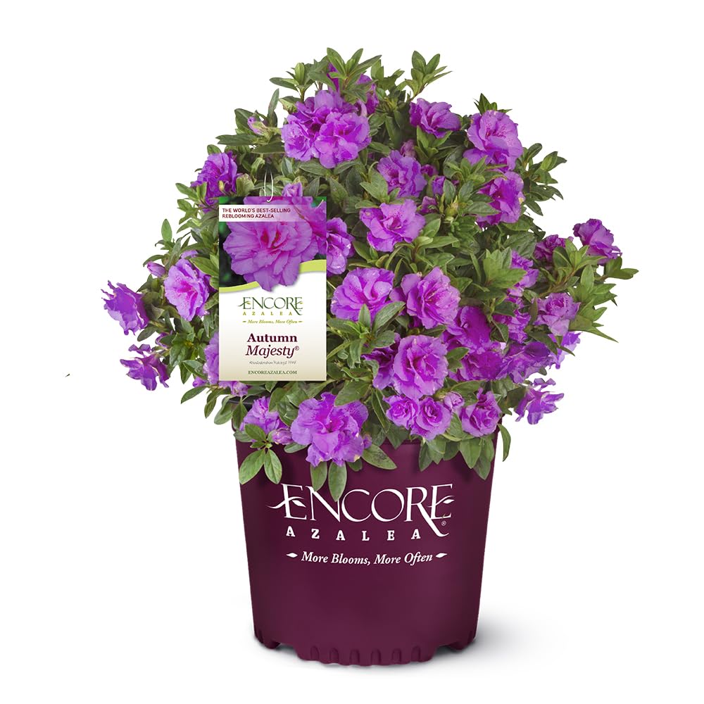 Encore Azalea vista frontal en maceta mostrando flores moradas y atractivo visual