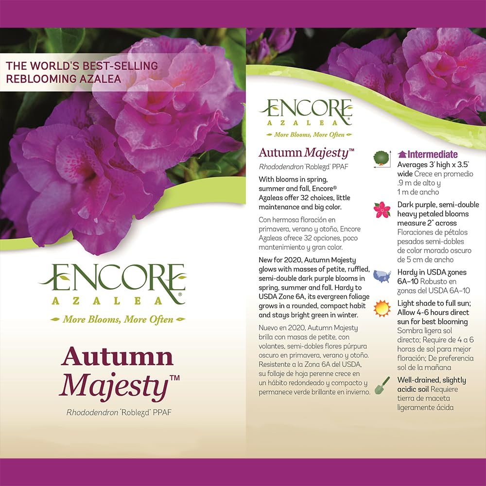Encore Azalea primer plano de flor semi-doble morada destacando textura y color