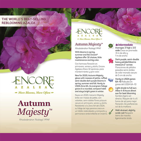 Encore Azalea primer plano de flor semi-doble morada destacando textura y color