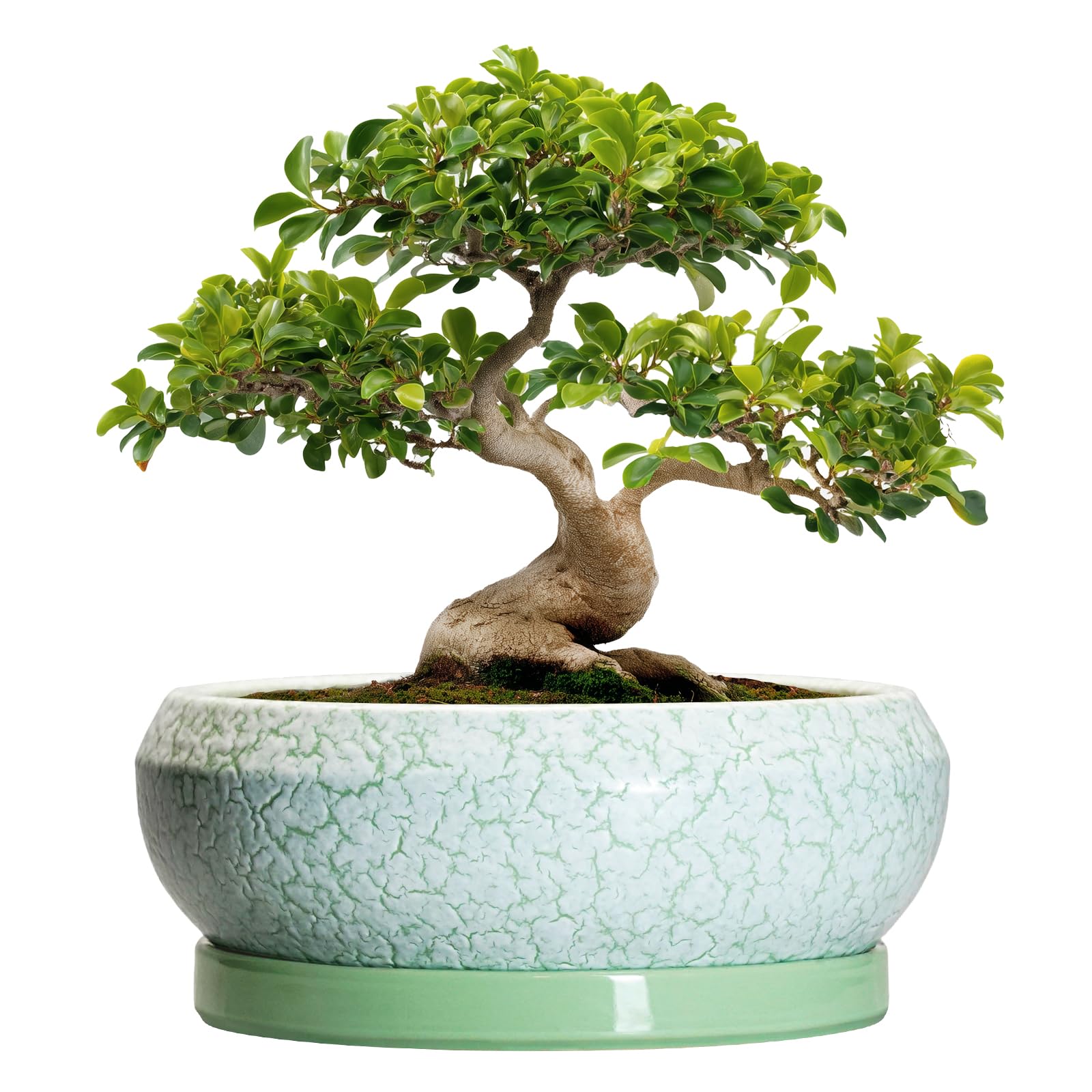 EPFamily maceta bonsái vista frontal elegante y estable para decoración