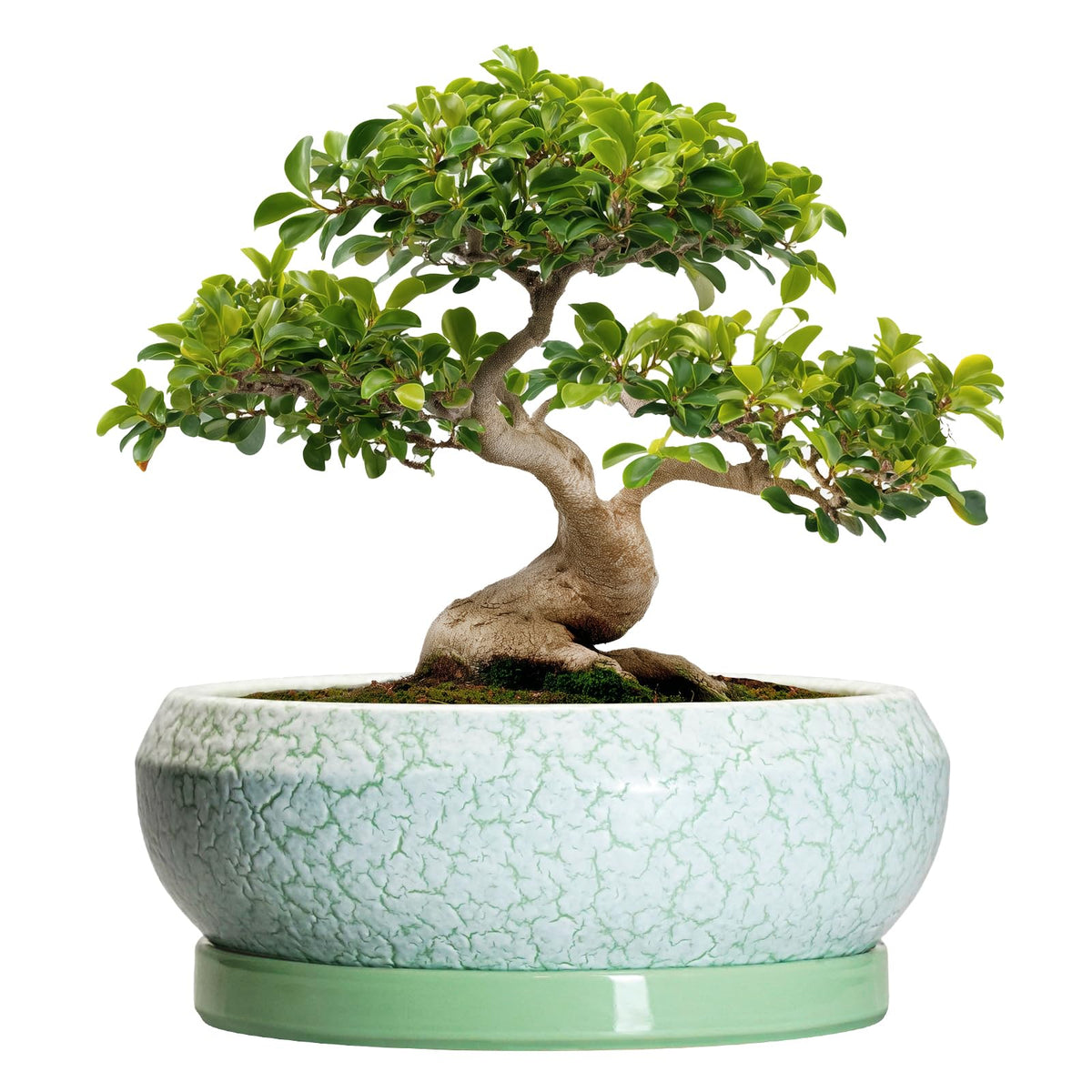 EPFamily maceta bonsái vista frontal elegante y estable para decoración