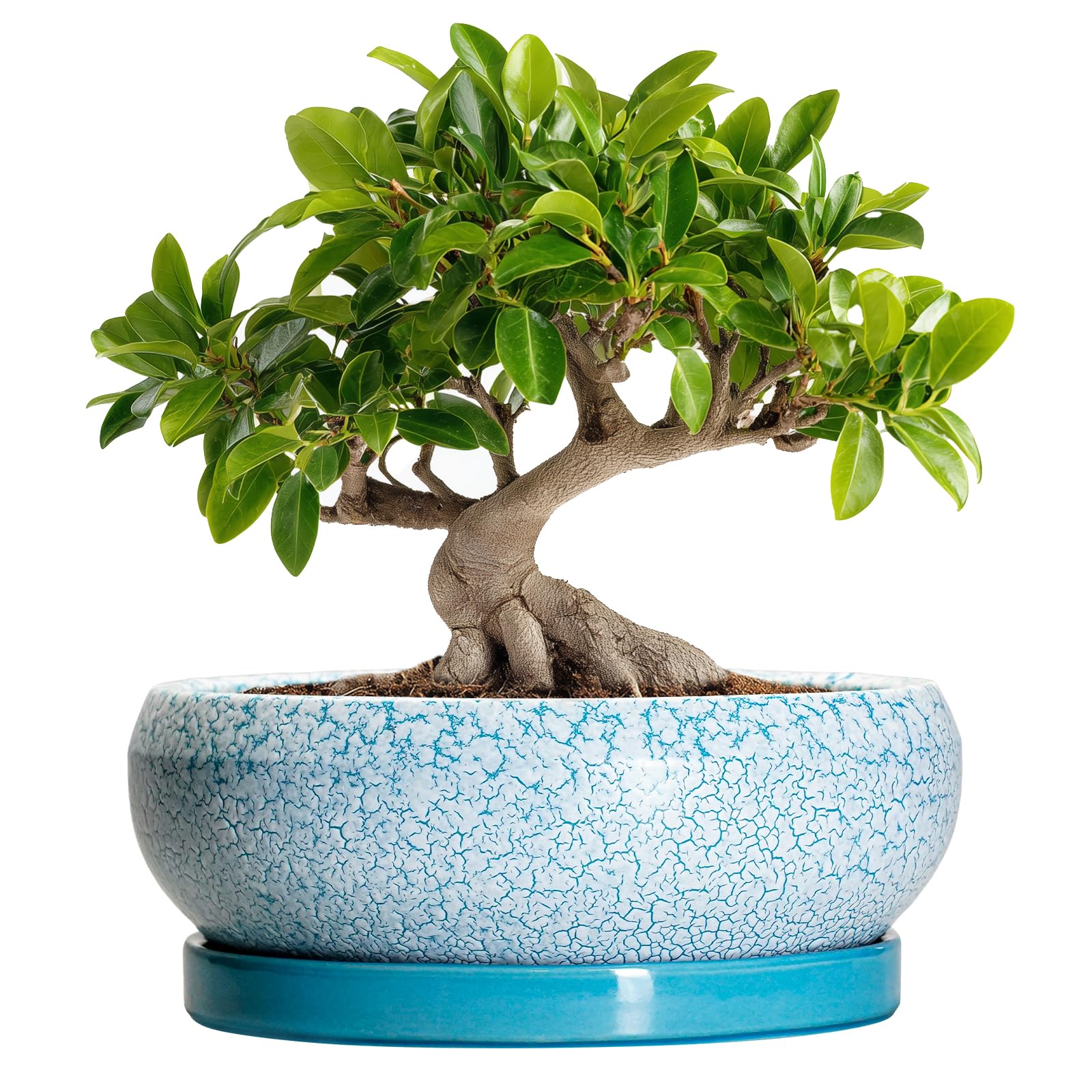 EPFamily maceta cerámica azul frontal que realza cualquier planta