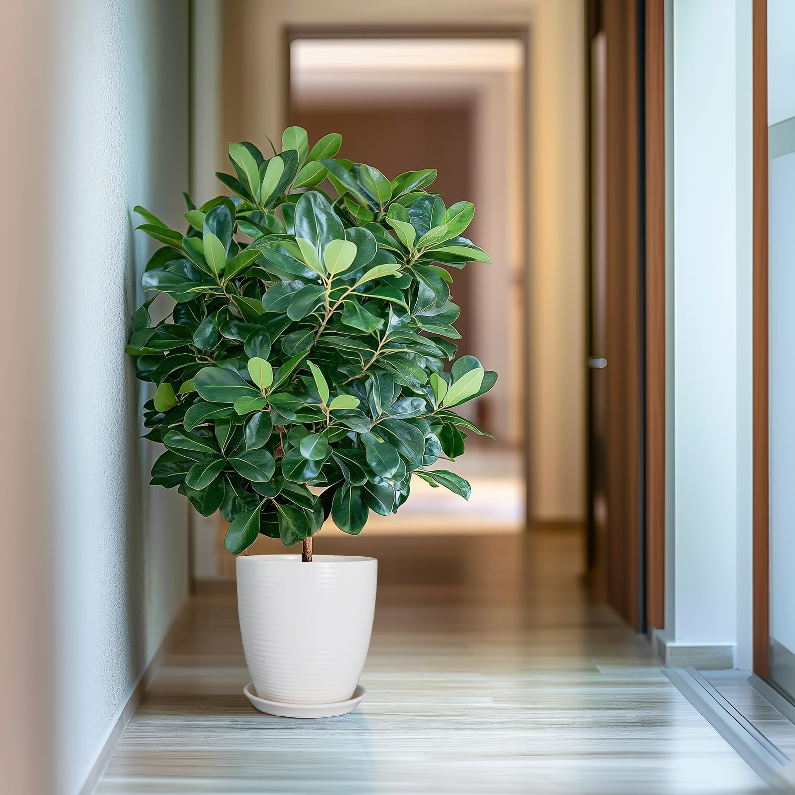 EPFamily maceta con monstera en salón, aporta estética y soporte