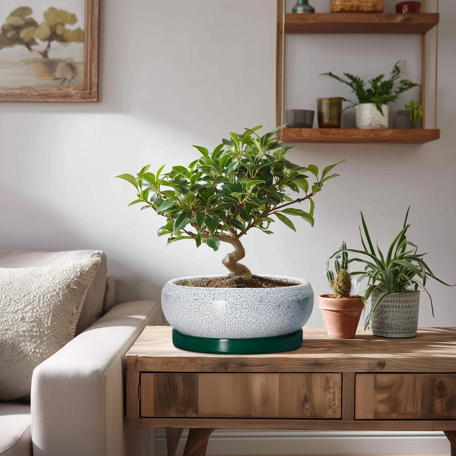EPFamily maceta con suculentas ilustrando compatibilidad de plantas