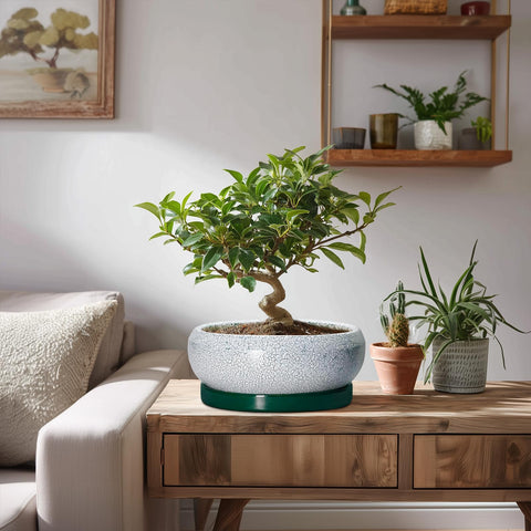 EPFamily maceta con suculentas ilustrando compatibilidad de plantas