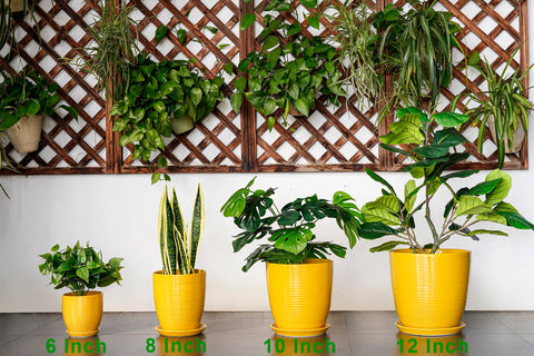 EPFamily maceta empaquetada lista como regalo para amantes de plantas