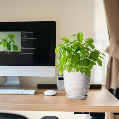 EPFamily maceta en escritorio decorando oficina y optimizando espacio