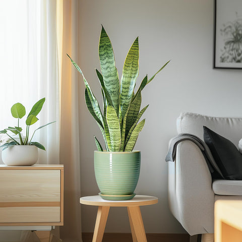 EPFamily maceta en terraza que crea ambiente acogedor