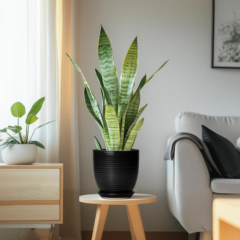 EPFamily maceta en mesa para comparar tamaño y escala con objetos cotidianos