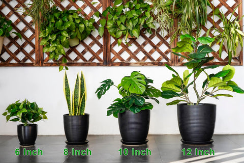 EPFamily maceta envuelta para regalo lista como obsequio para amantes de plantas