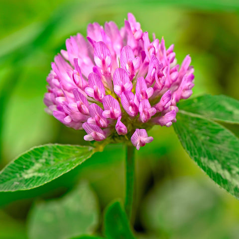 Eretz abeja visitando flor de Tri-Clover atrayendo polinizadores beneficos
