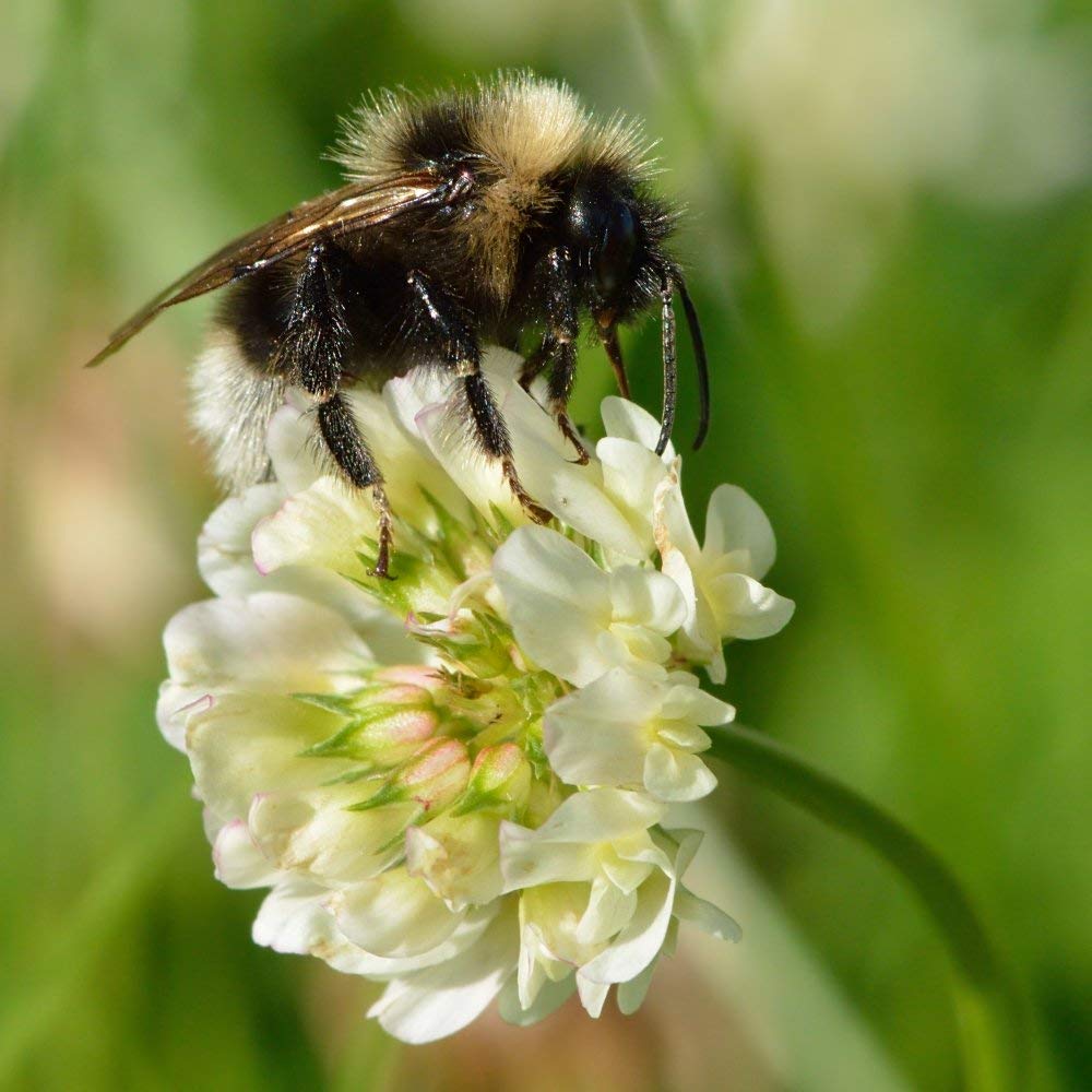 Eretz Tri-Clover usado en huerto mostrando protección y enriquecimiento del suelo