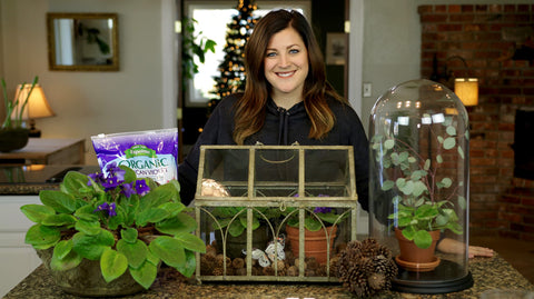 Espoma en maceta violeta africana plantada facilita floración saludable