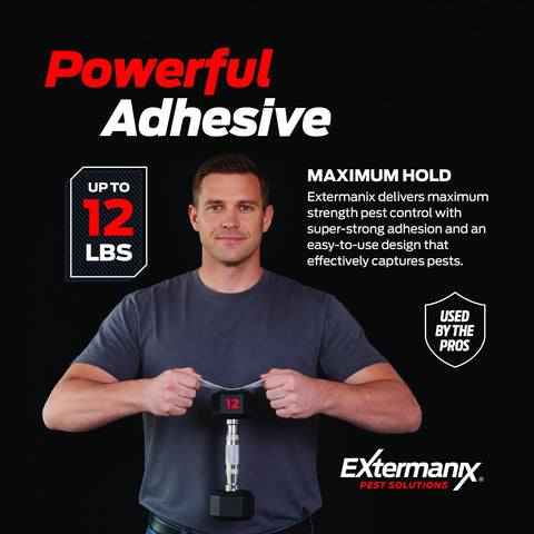 Extermanix trampa doblada en forma de caja para capturas en pasillos estrechos