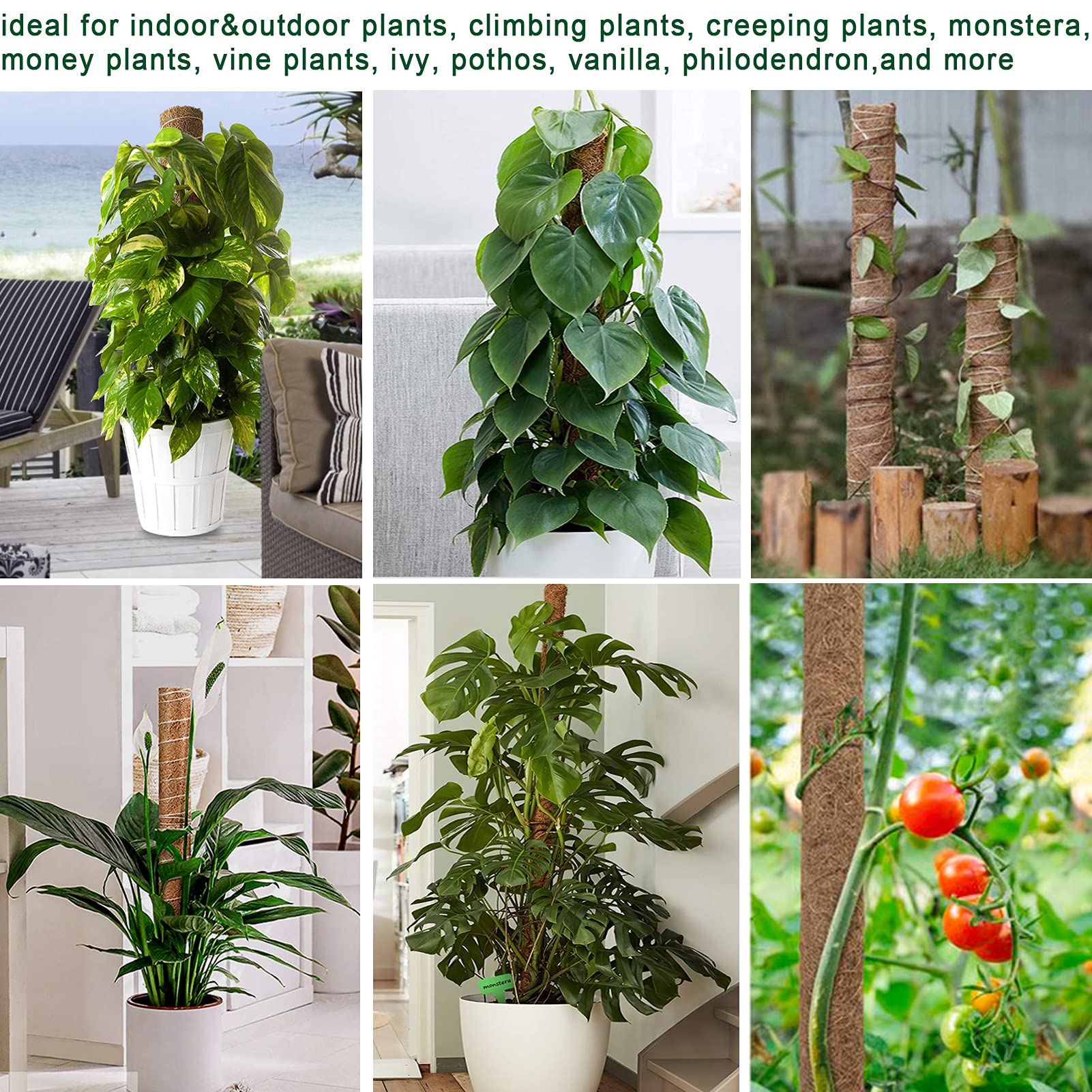 Fabulas escena interior con plantas trepadoras luciendo natural