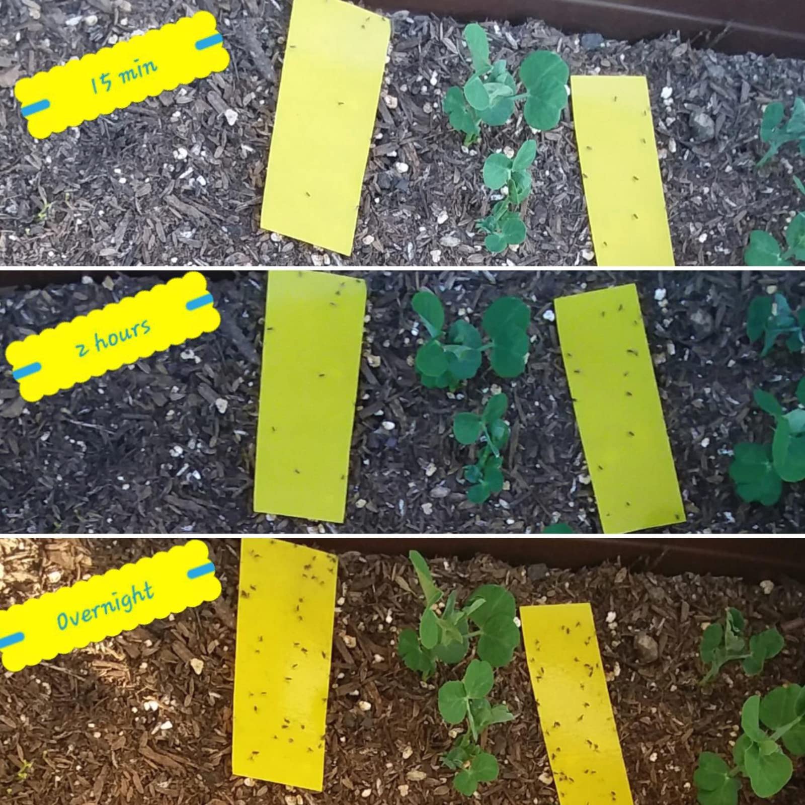 Faicuk trampas en balcón protegiendo varias macetas simultáneamente
