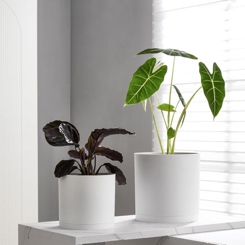 FaithLand maceta sobre soporte de madera, eleva la planta con estilo