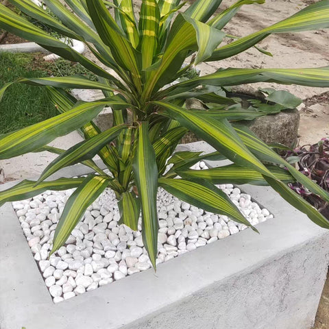 FANTIAN camino pequeño de jardín, acabado decorativo y duradero