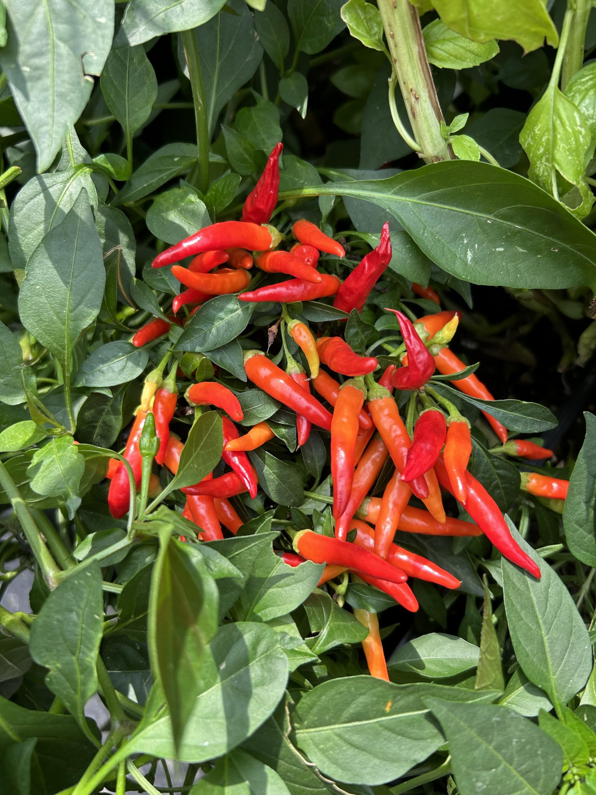 Farmer's Secret uso con aspersor para una distribución eficiente de nutrientes