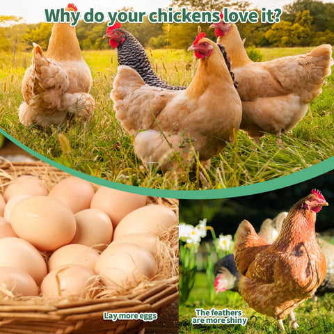 FCI GRUBS bol servido como premio para pollos y aves