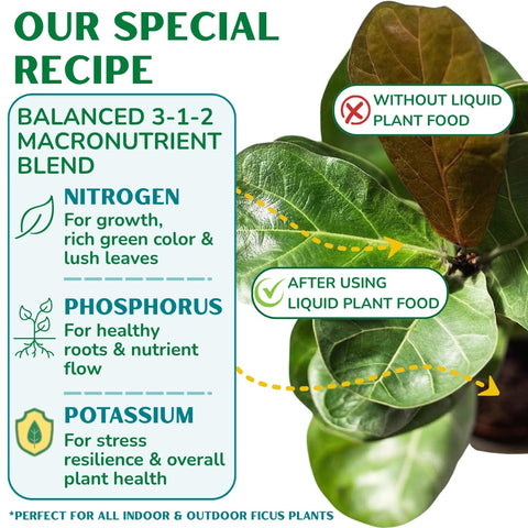 Fiddle Leaf Fig Plant Food textura del líquido, detalle que muestra concentración y mezcla