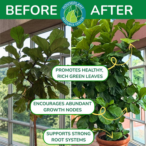 Fiddle Leaf Fig Plant Food en uso regando una planta, aplicación sencilla y sin derrames