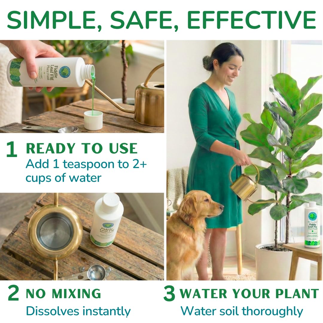 Fiddle Leaf Fig Plant Food envase abierto y cucharadita medidora, dosificación precisa