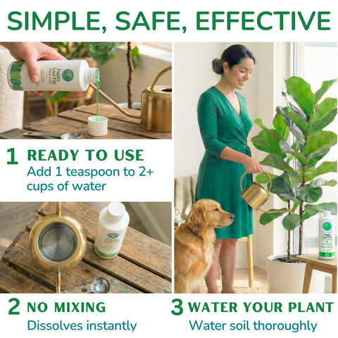 Fiddle Leaf Fig Plant Food envase abierto y cucharadita medidora, dosificación precisa