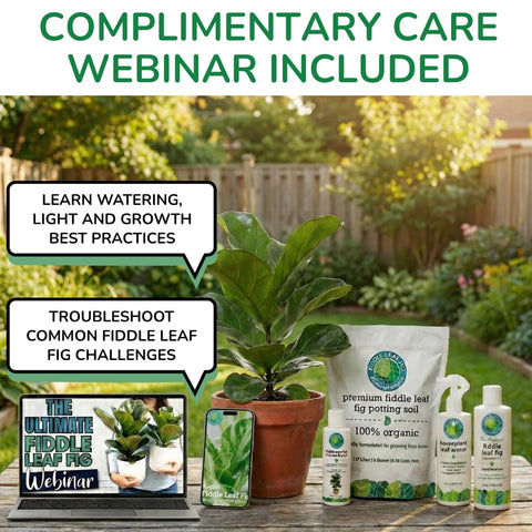 Fiddle Leaf Fig Plant Food material digital en pantalla, acceso a webinar y e-book