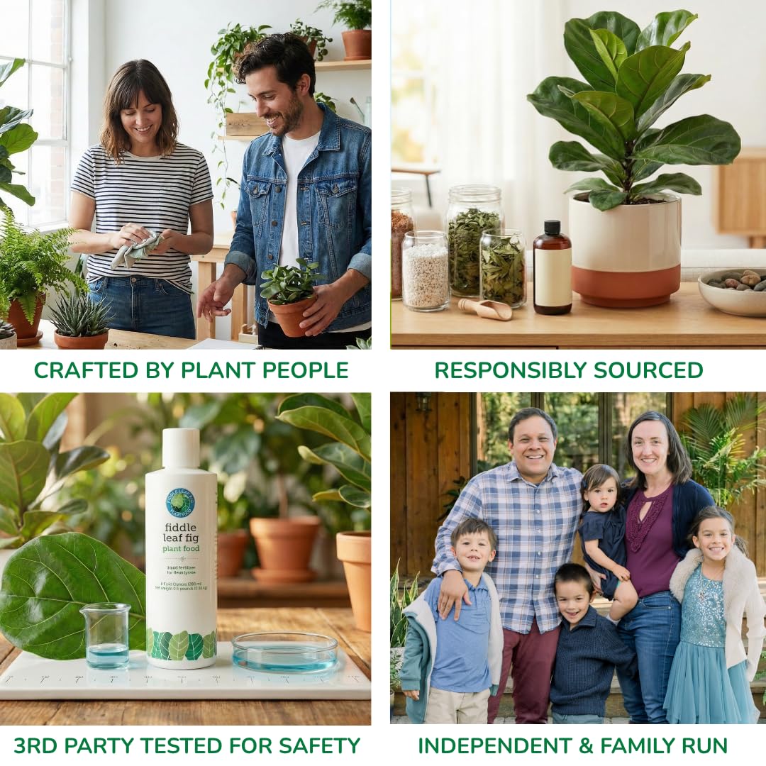 Fiddle Leaf Fig Plant Food en sala junto a planta, aspecto estético y beneficio decorativo