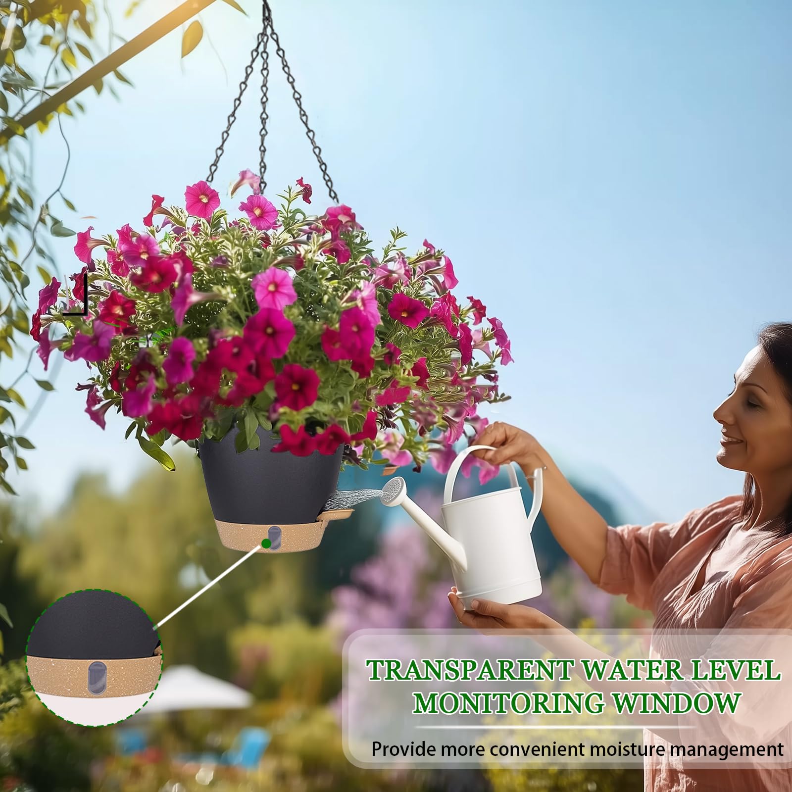 Fielda comparación de escala con planta spider para visualizar tamaño real.