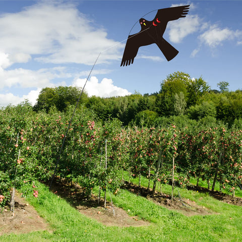Flerigh cometa en vuelo sobre huerto protegendo cultivos de aves